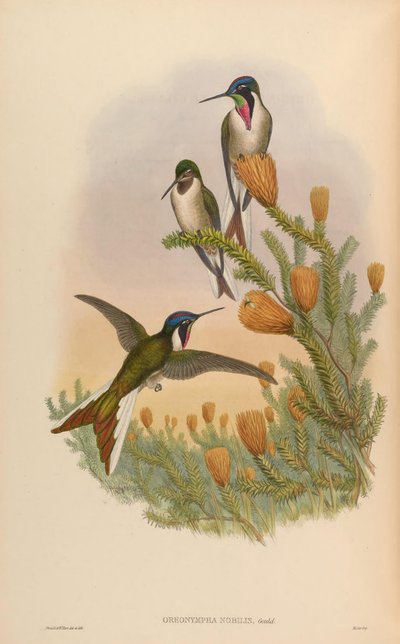 Oreonympha nobilis by John Gould